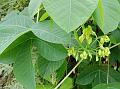 Ceara Rubber Tree